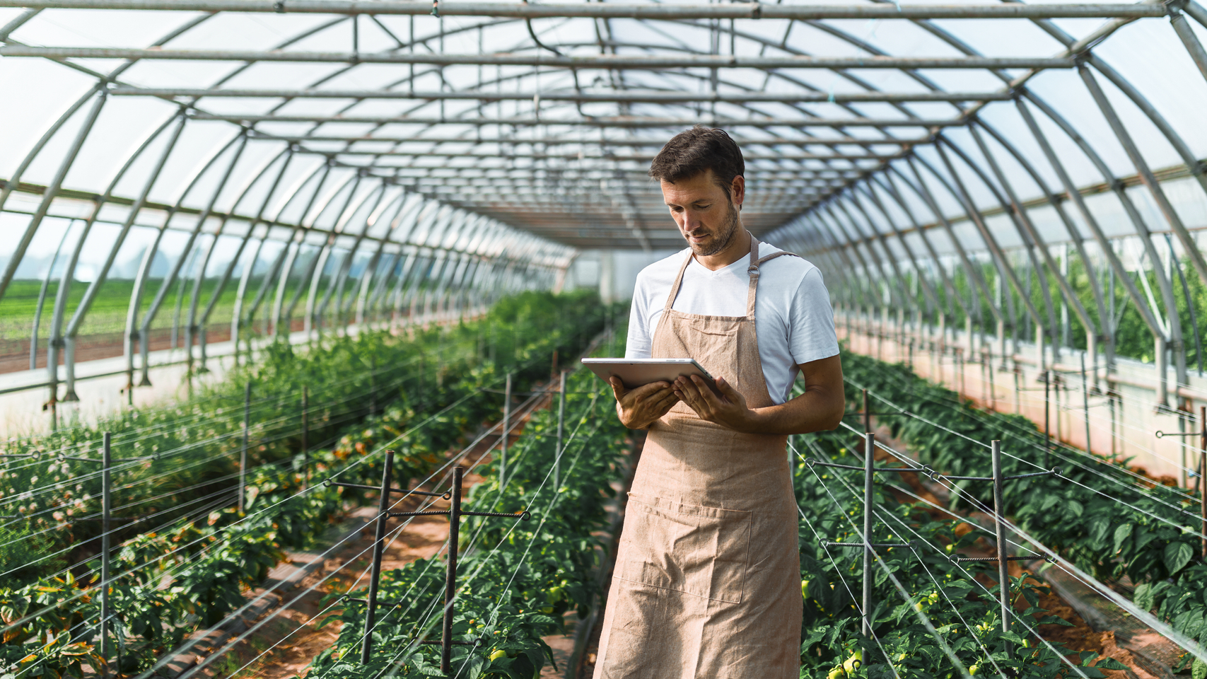 农场工人在温室里使用平板电脑