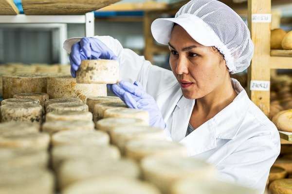 女子在工厂里检查奶酪质量